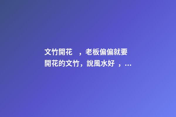 文竹開花，老板偏偏就要開花的文竹，說風水好，植物與風水講究多